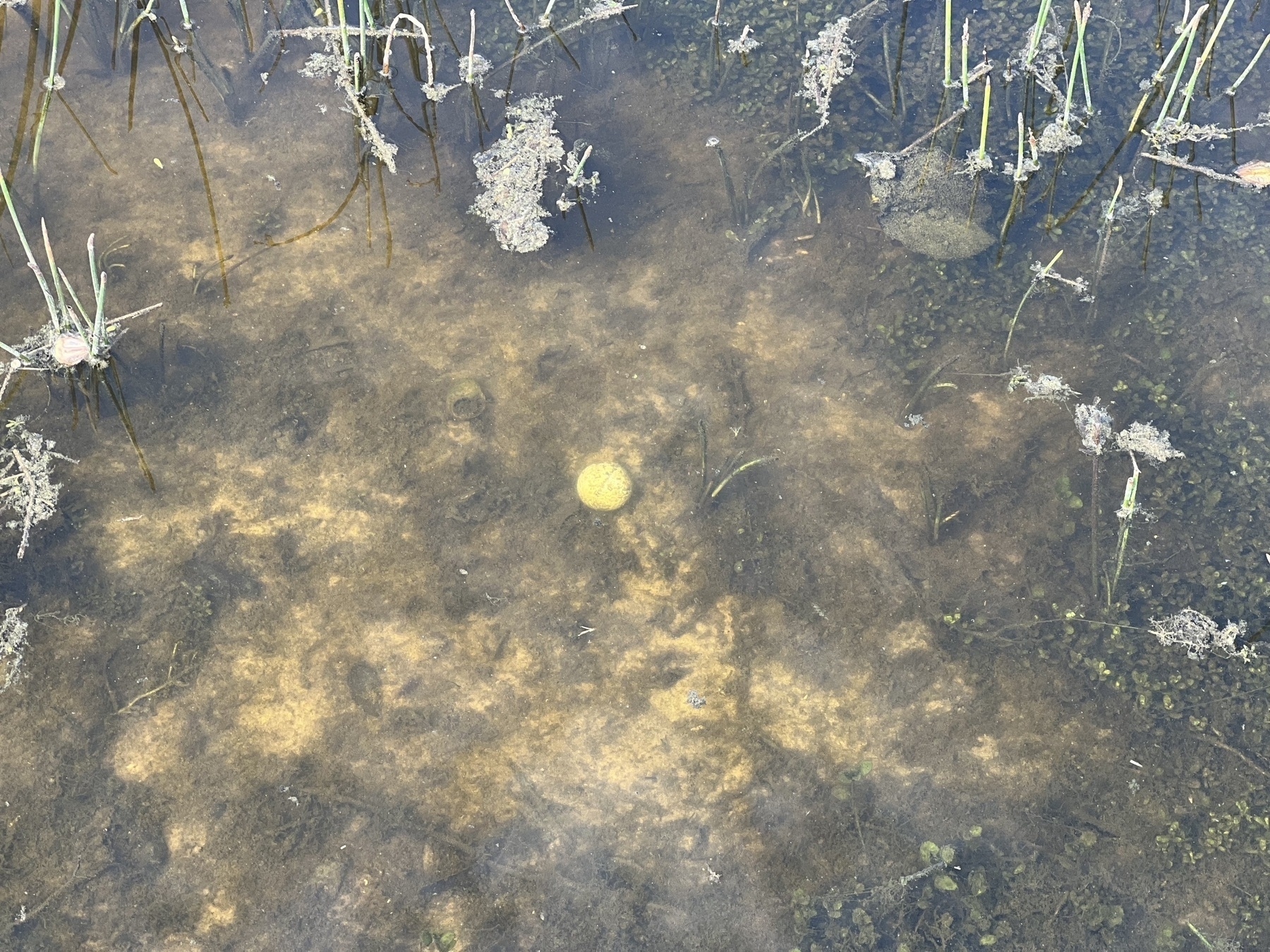 Photo of a white TaylorMade golf ball in a canal in Florida.